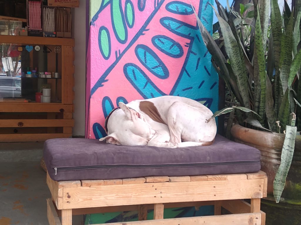 Dog Friendly