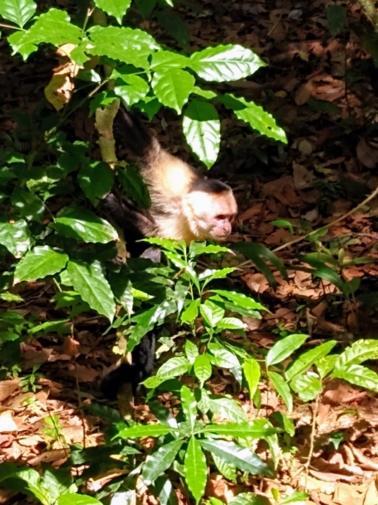 Manuel Antonio National Park