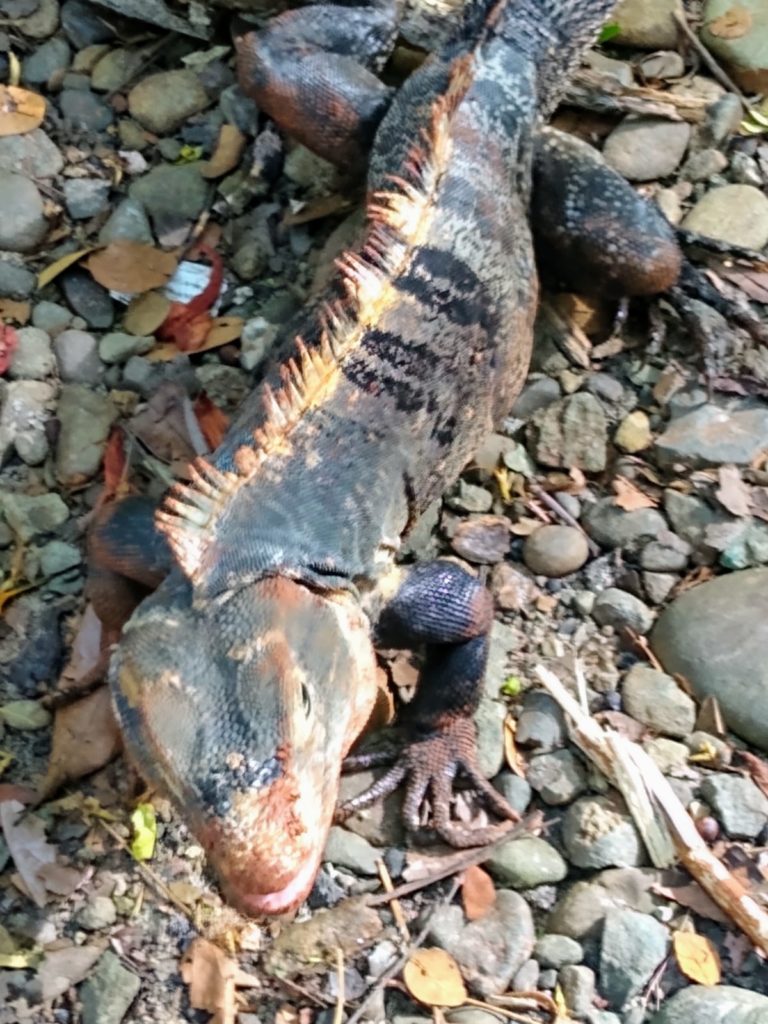 Manuel Antonio National Park