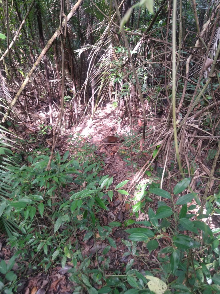 Manuel Antonio National Park