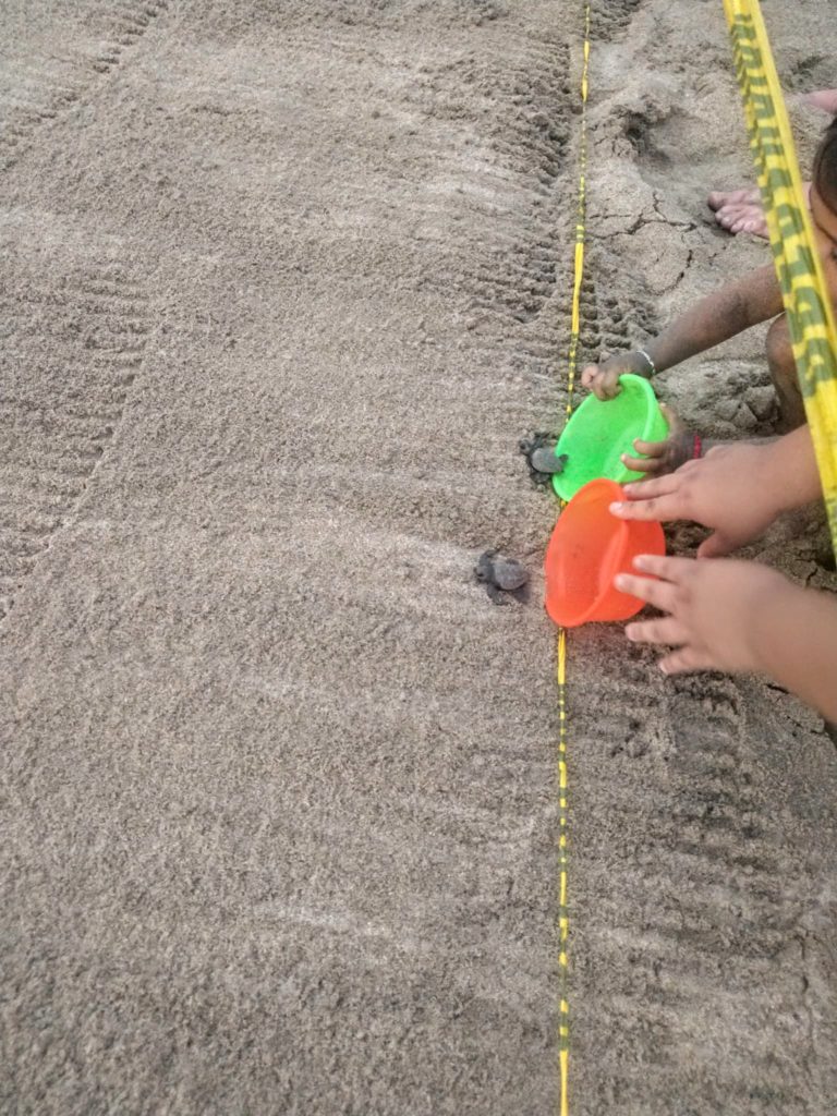 Turtle hatchery in Sayulita