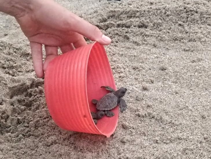 Turtle hatchery in Sayulita