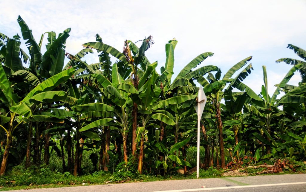 Banana plantation