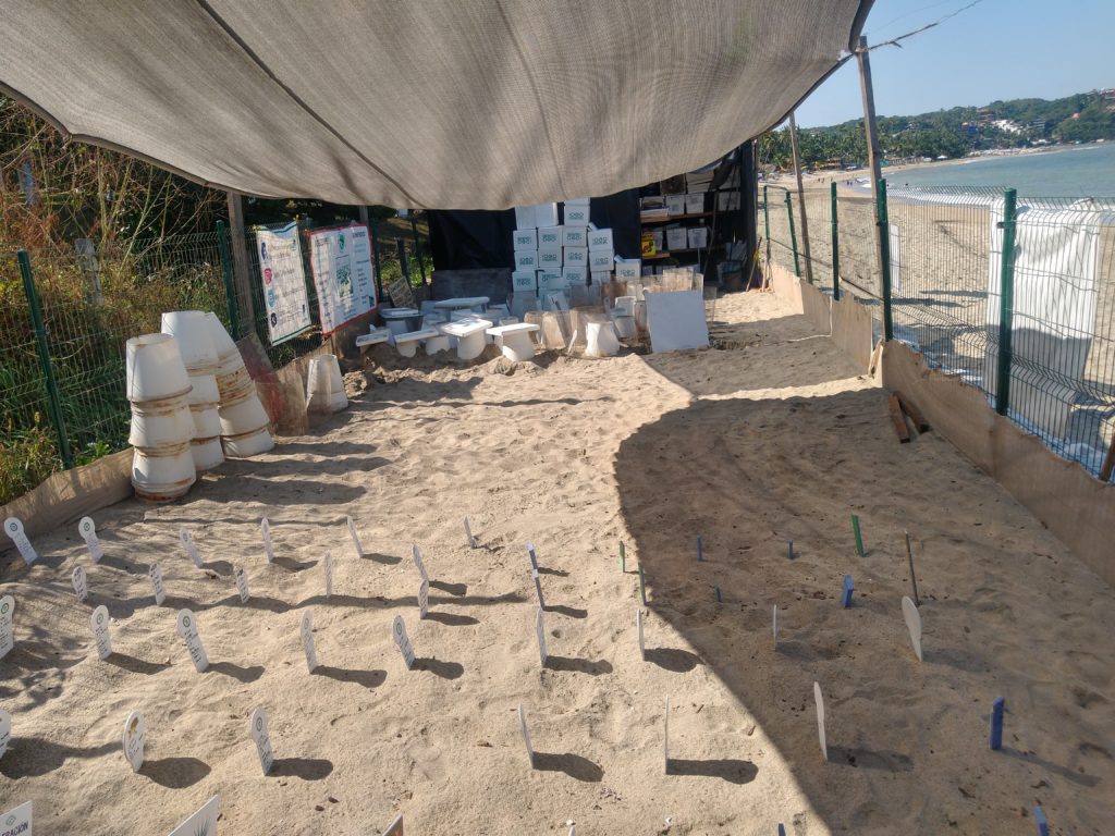 turtle hatchery in Sayulita