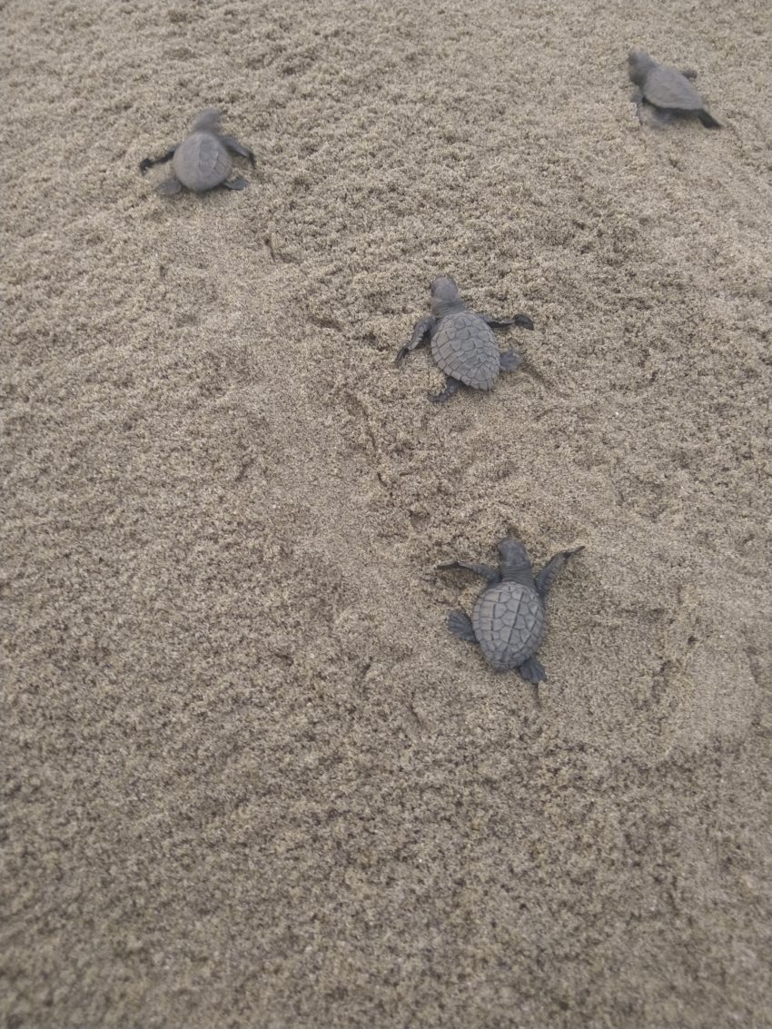 turtle hatchery in Sayulita