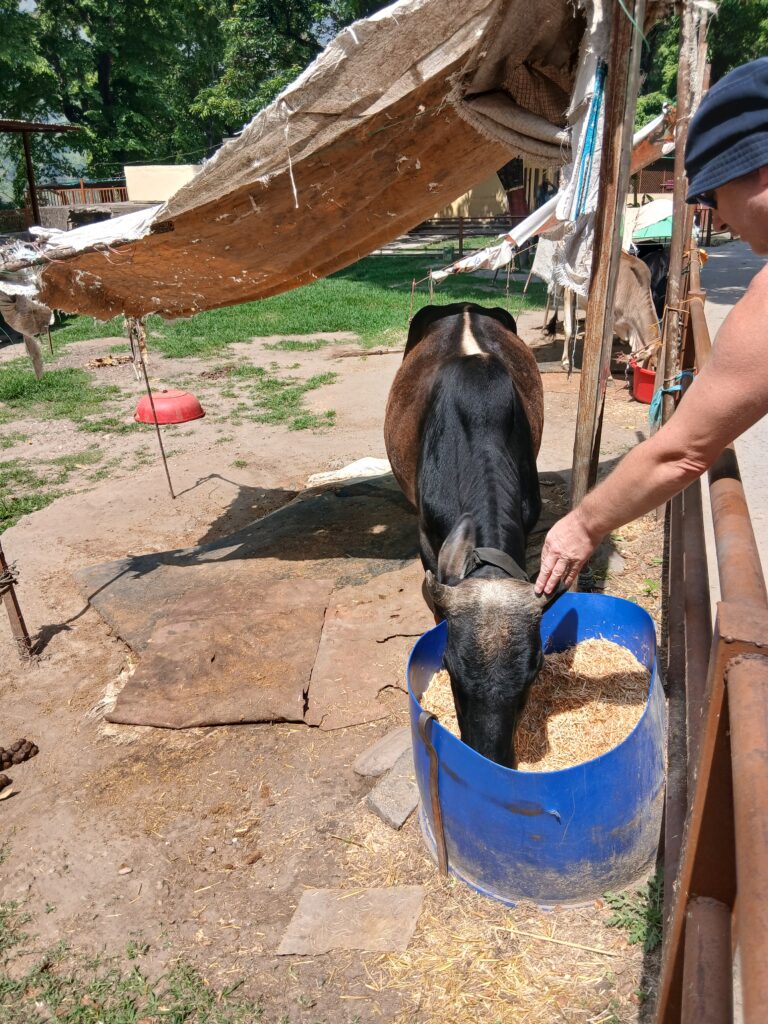 Cow licking in Rishikesh 